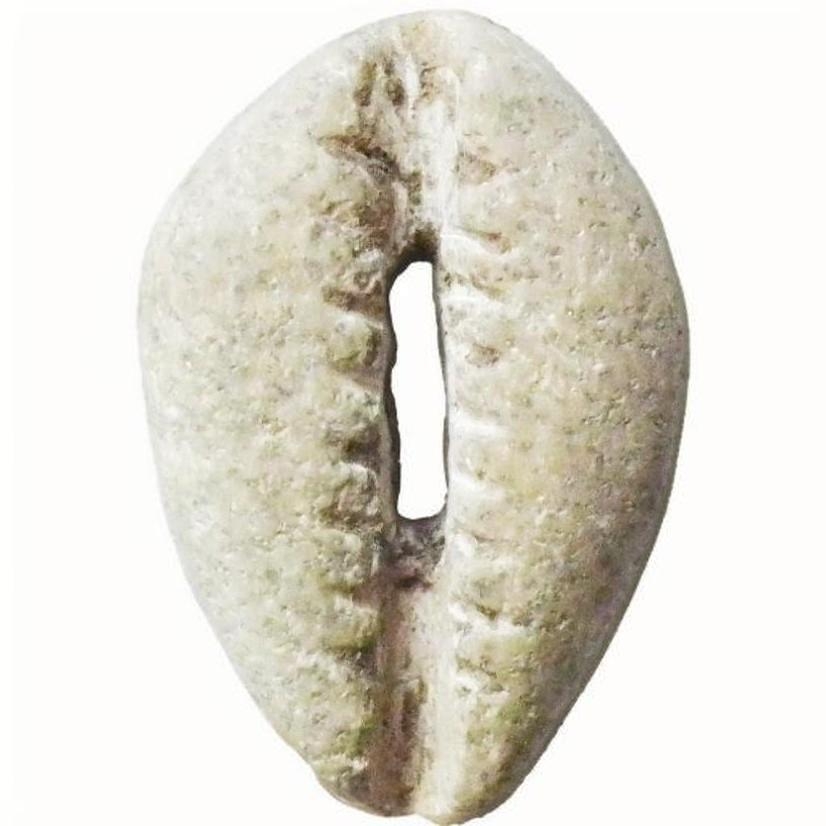 石贝-1